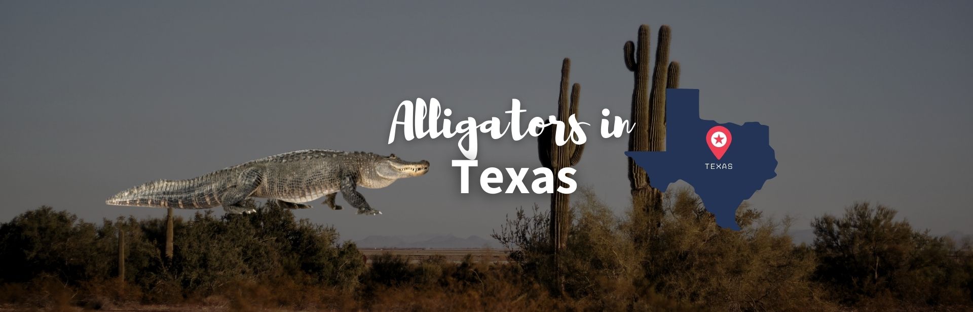 Alligators in Texas featured image
