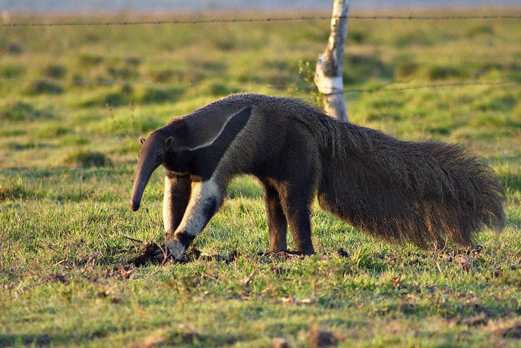 Giant Anteater (Myrmecophaga tridactyla) walking on a green land