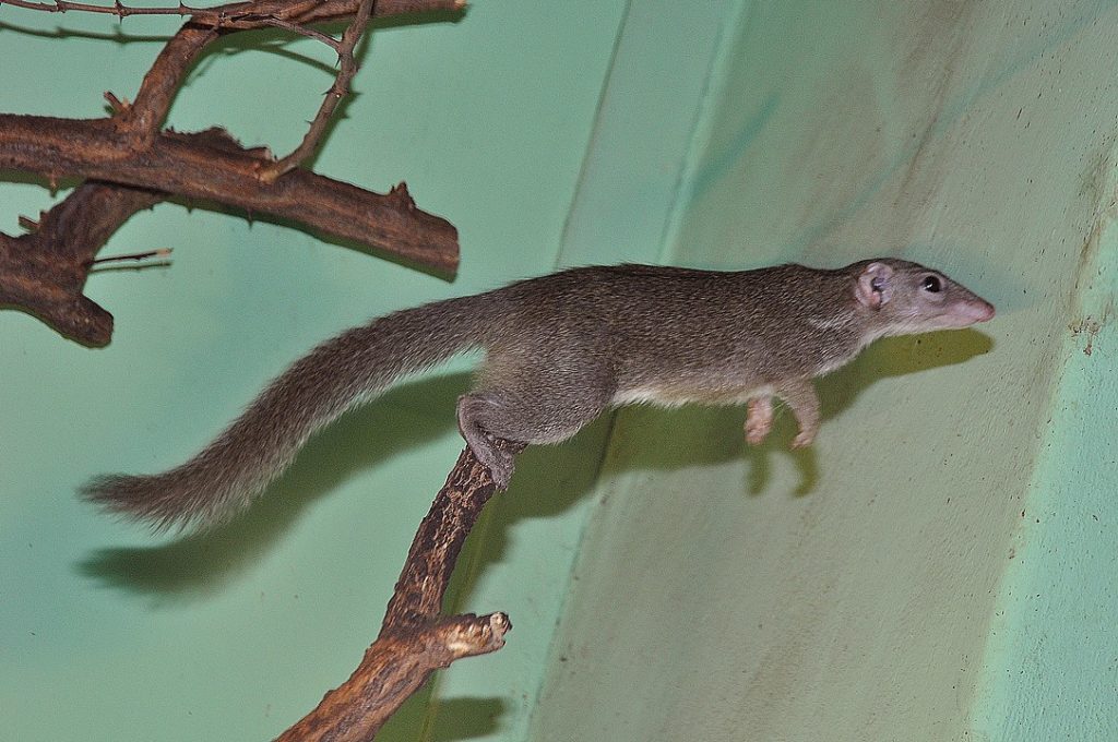 Northern Tree Shrew (Tupaia belangeri) jumping off the woods