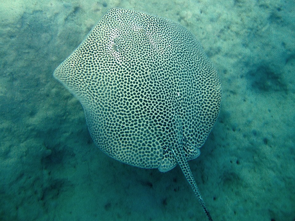 Reticulate Whiptail Ray (Himantura uarnak) swimming in night
