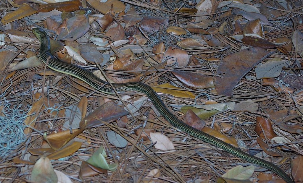 Eastern Glass Lizard (Ophisaurus ventralis) walking on dry leaves