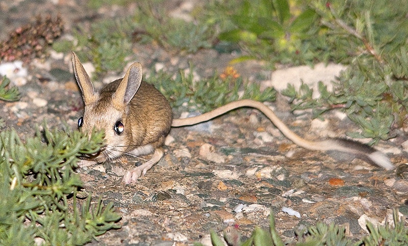 Long-eared Jerboa (Euchoreutes naso) hiding to the camera