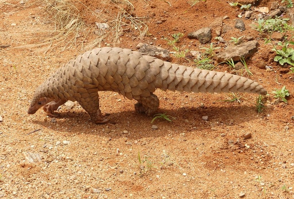 Pangolin (Pholidota) walking on a brown soil