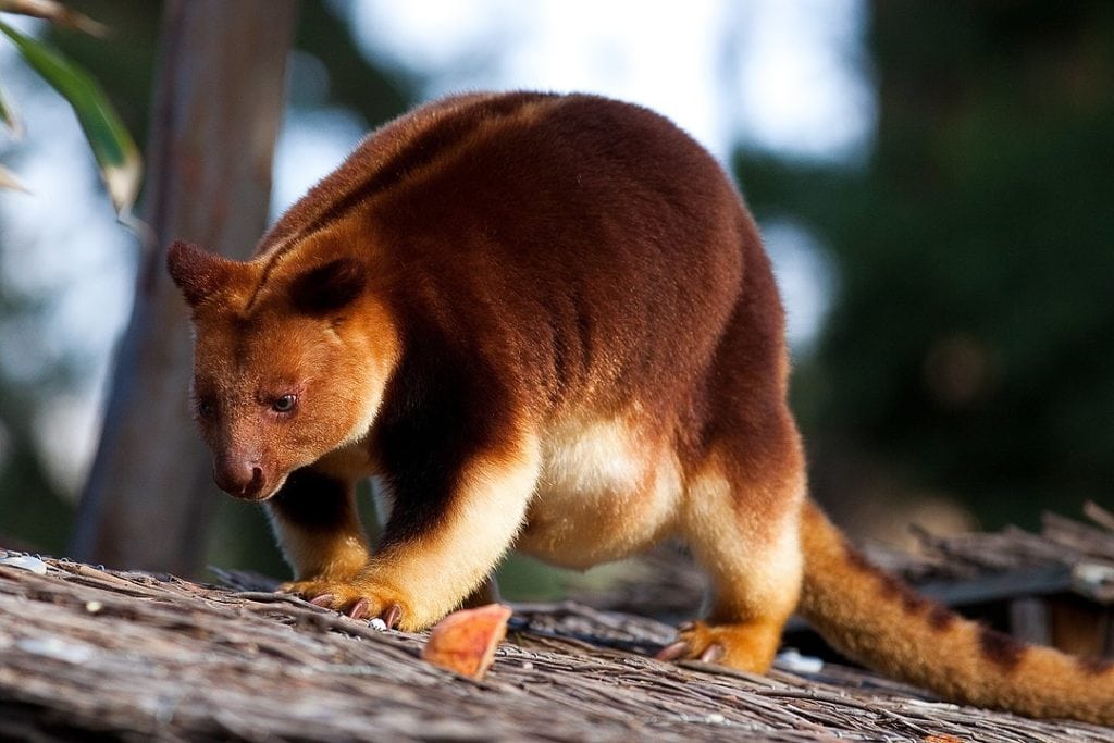 Tree Kangaroo (Dendrolagus) walking on a tree