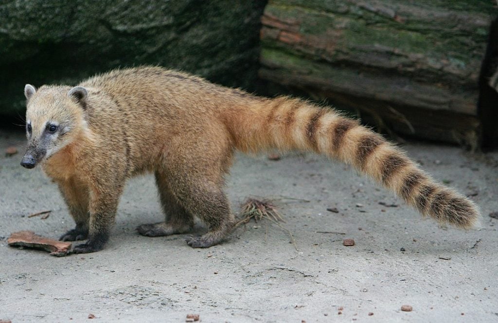 South American Coati (Nasua nasua) standing on a beach