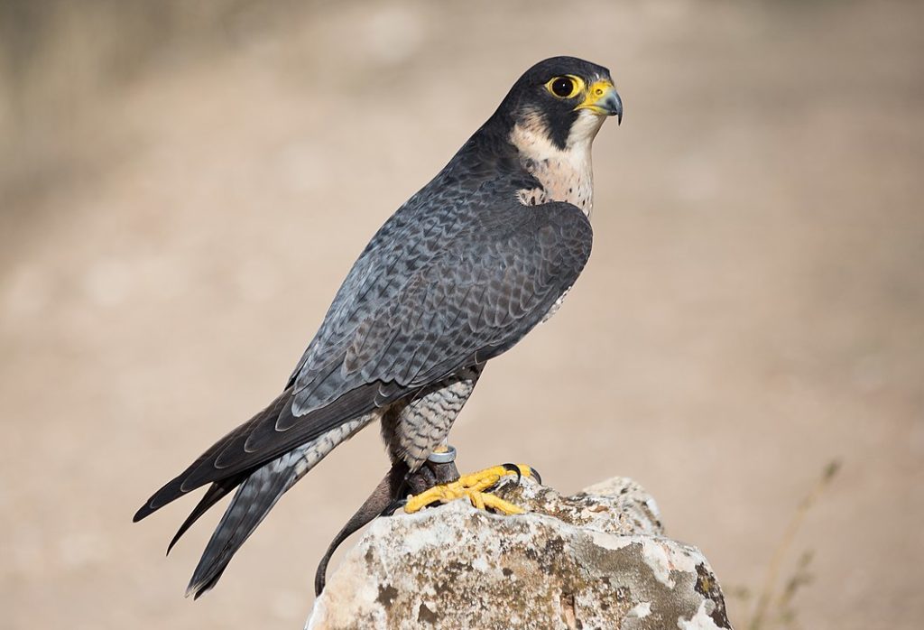 Peregrine Falcon (Falco peregrinus) standing on a rock