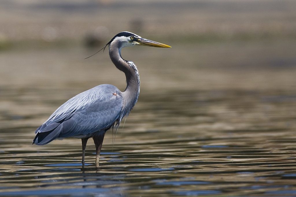 Great Blue Heron (Ardea herodias) standing on a shore