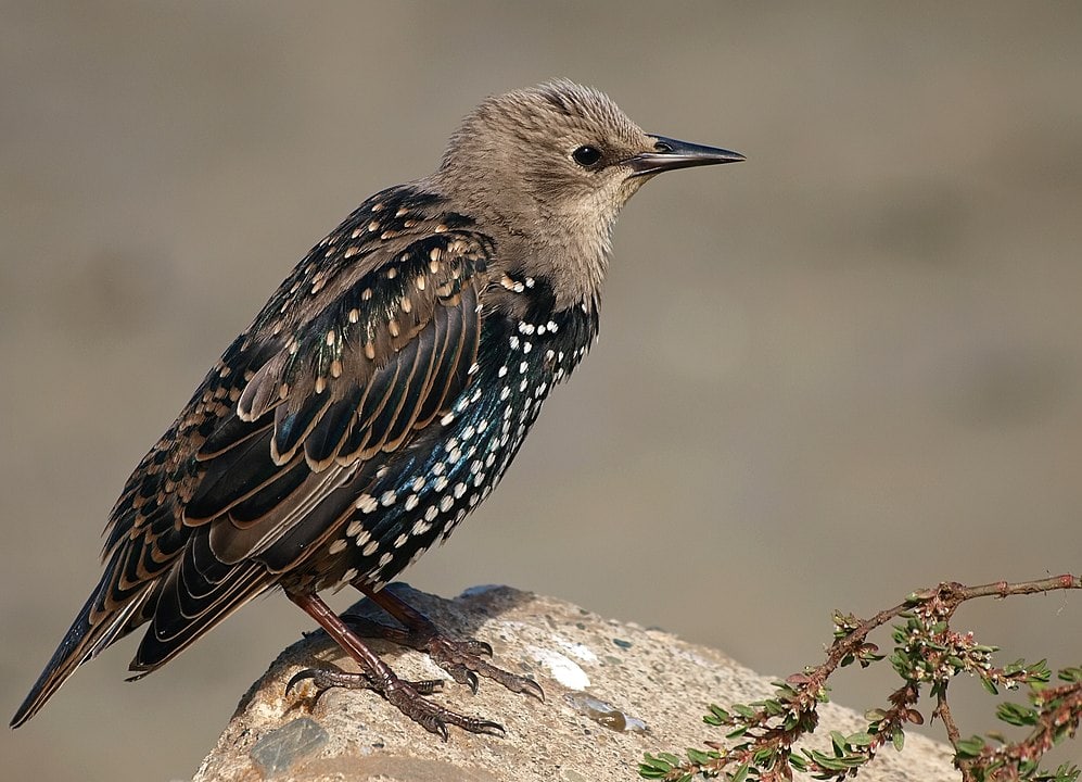 European Starling (Sturnus vulgaris) standing on the edge of a rock