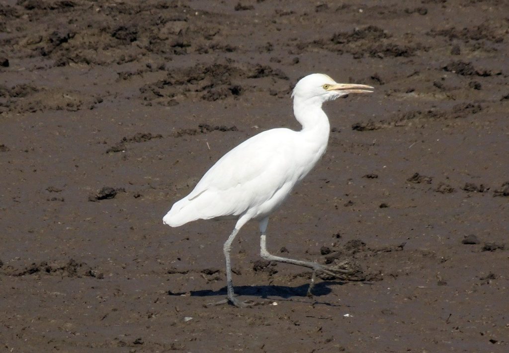 Cattle Egret (Bubulcus ibis) walking on a muddy shore