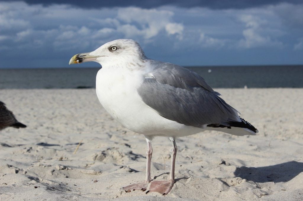 Bird on the shore of a beach