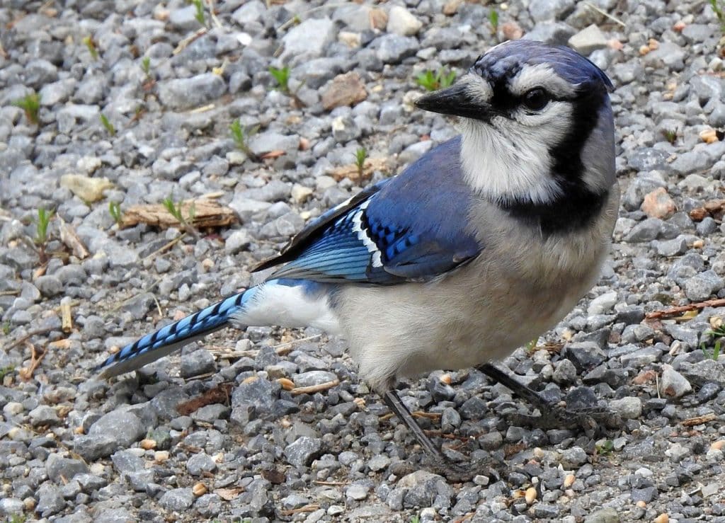 Blue Jay (Cyanocitta cristata) standing on a pebbles