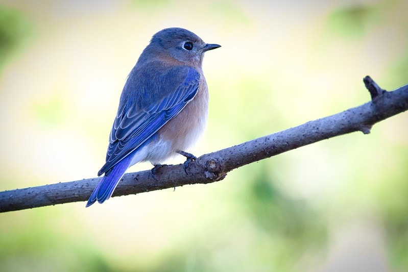 Eastern Bluebird (Sialia sialis) shot on its back