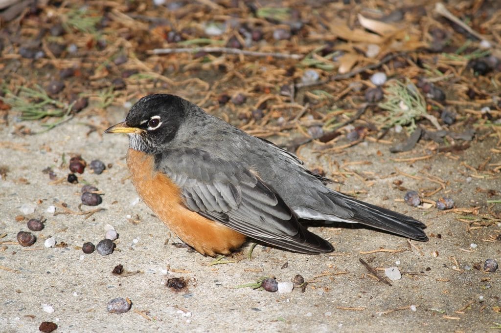 American Robins (Turdus migratorius) standing on soil