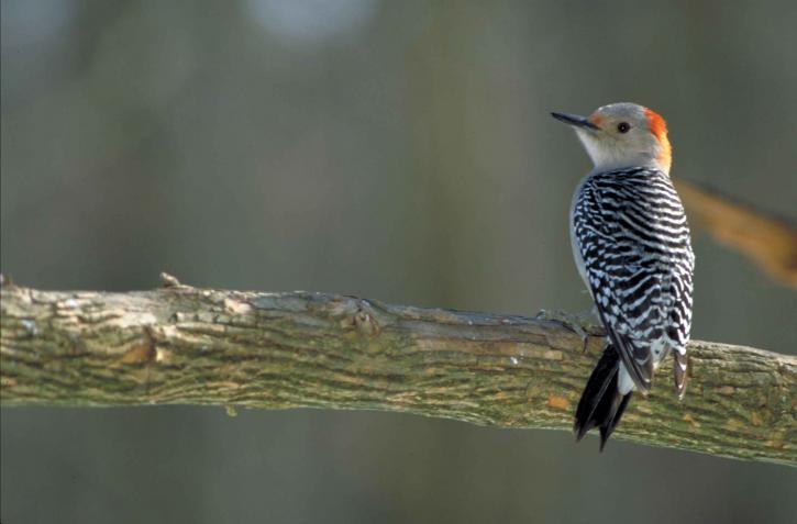 Red-bellied Woodpecker (Melanerpes carolinus) shot behind