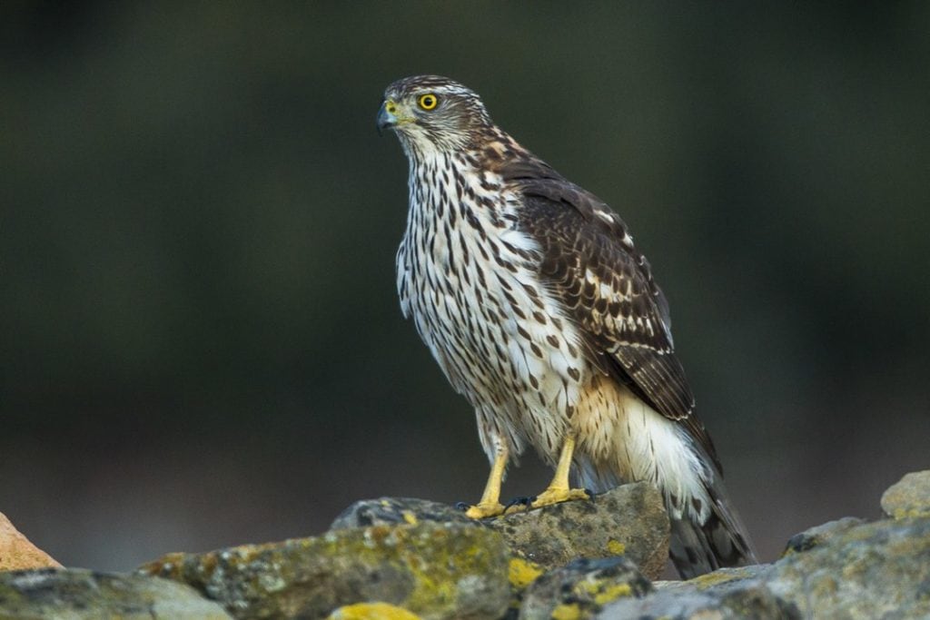 Northern Goshawk landed on to rocks