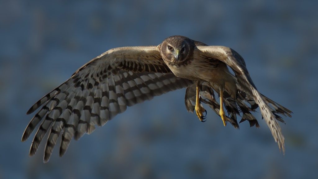 Focused shot of Northern Harrier fying
