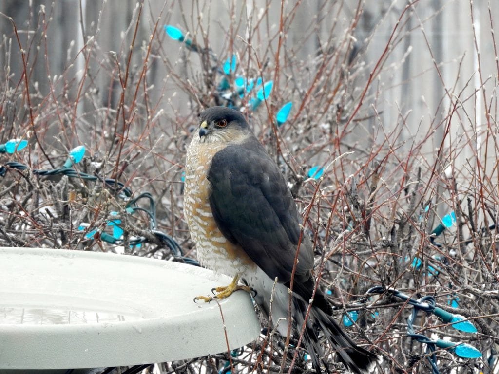 Sharp-shinned Hawk standing on a cement table