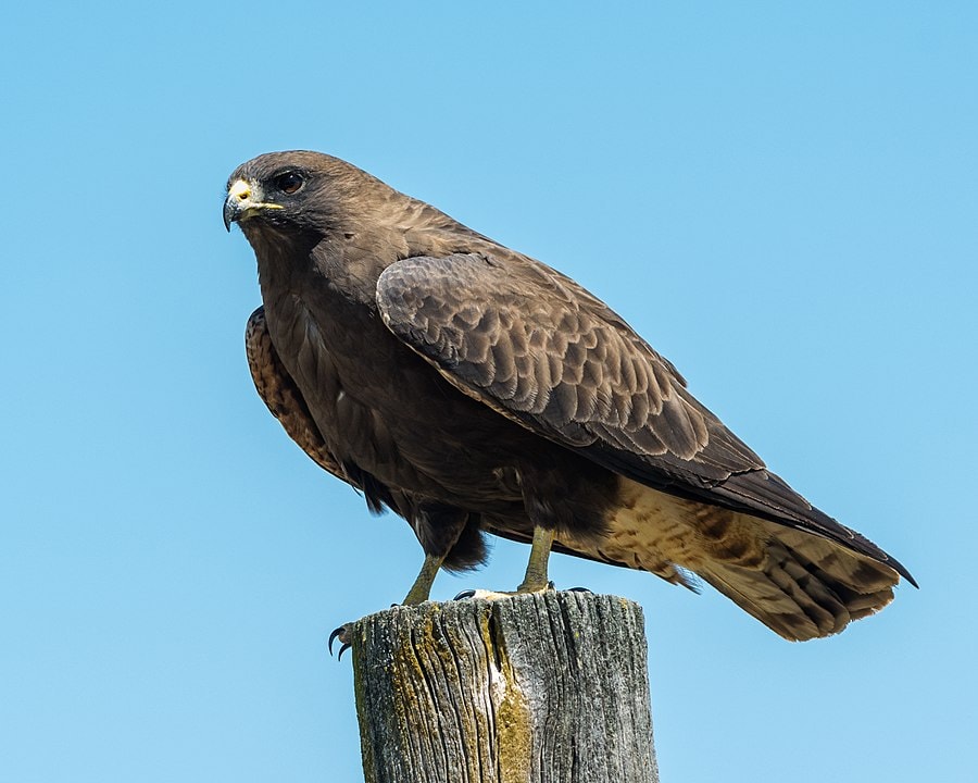 Swainson’s Hawk standing with blue sky background
