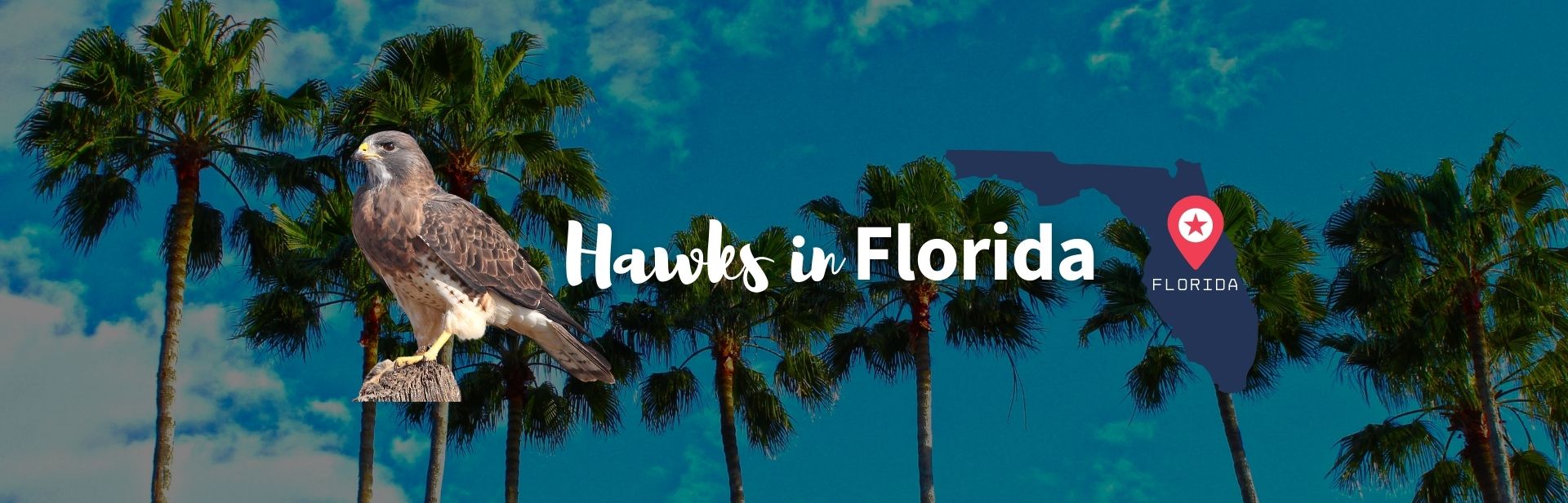 Hawks in florida featured image