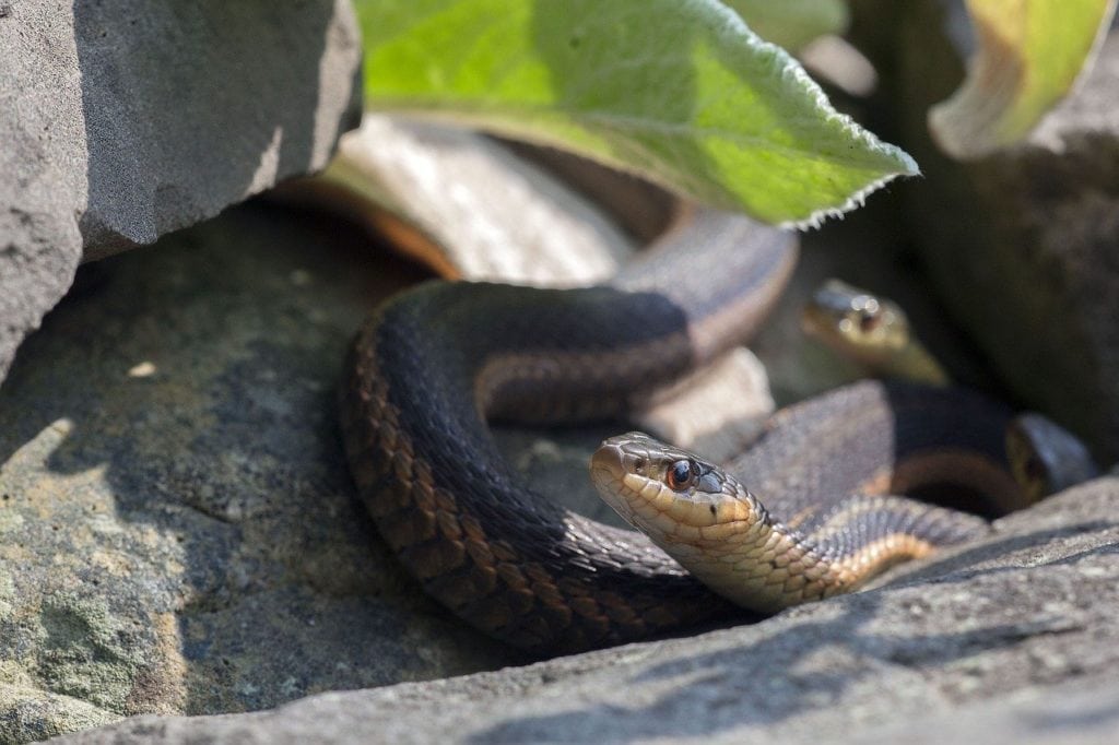 Snake in the middle of a rock