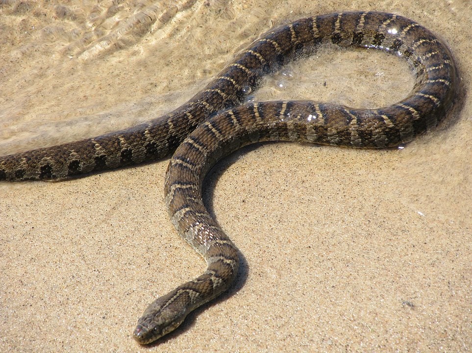 Northern Water Snake crawling on beach sand