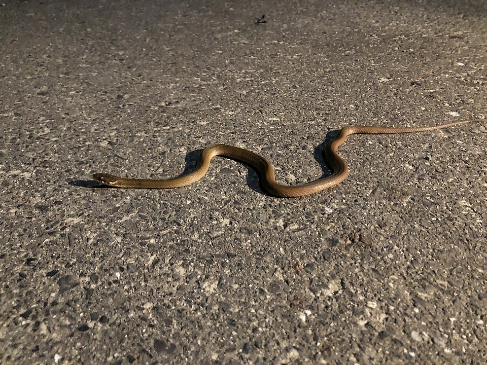 Brown Snake roaming in the road at night