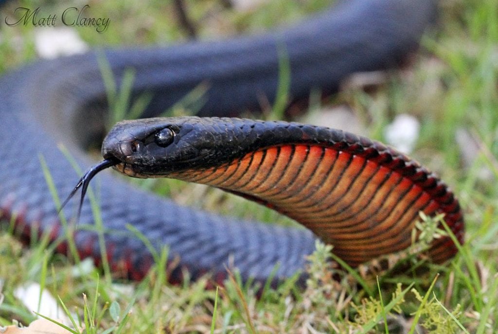 Redbelly Snake flexing its lungs to attack