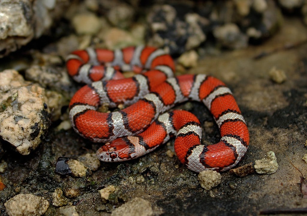 Milk Snake hiding on the stones