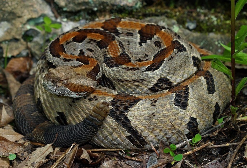 Timber Rattlesnake compressed in the middle of a forest