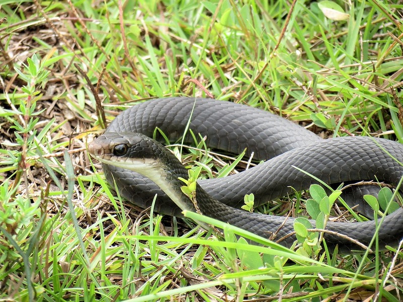 Black Racer Snake crawling on a green grass