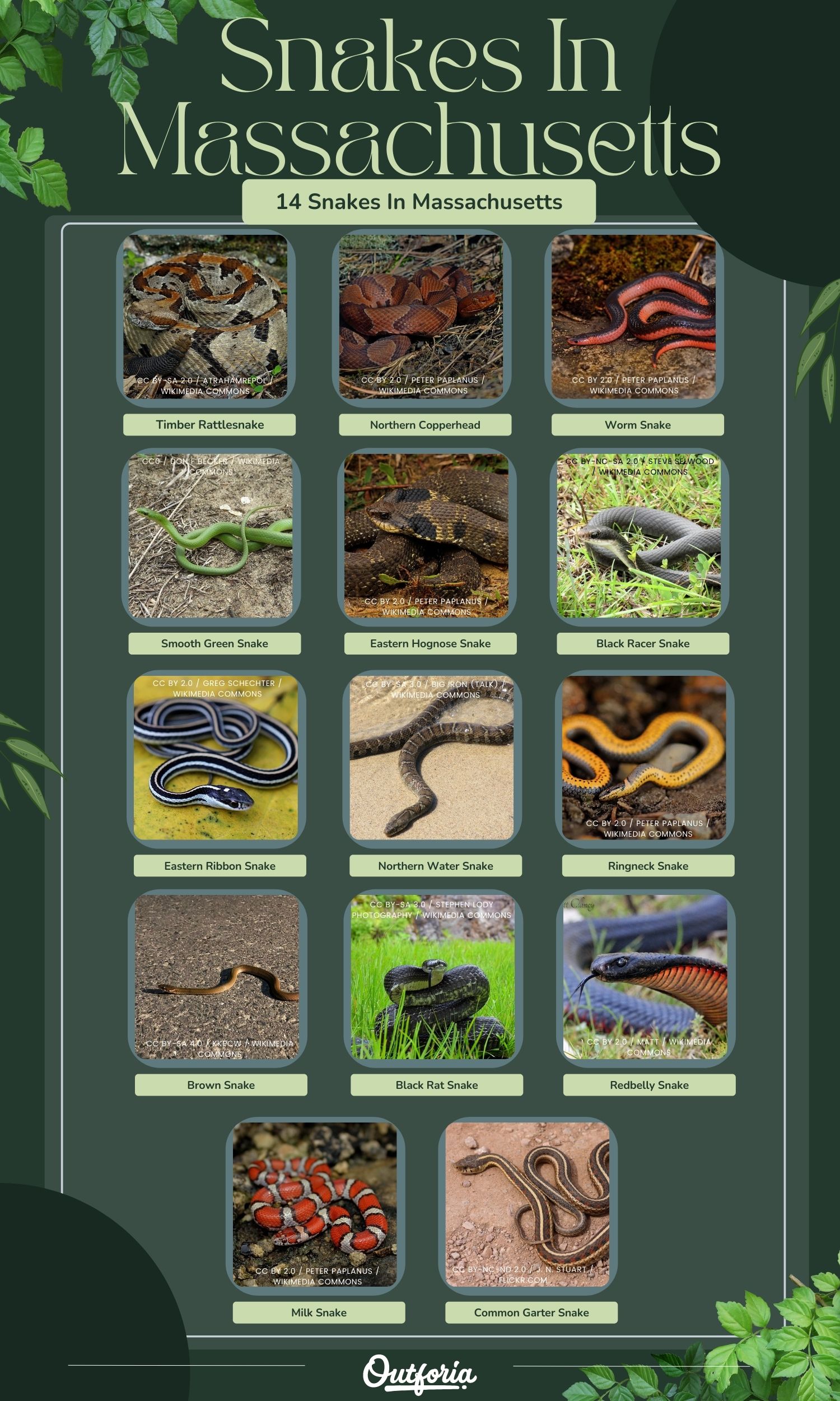 Chart of the snake species living in Massachusetts