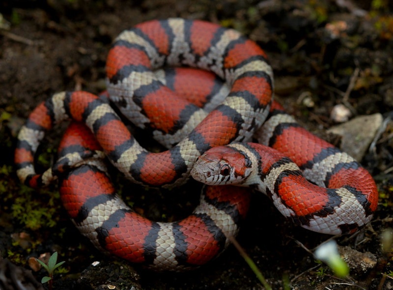 Milk Snake laying on a black soil