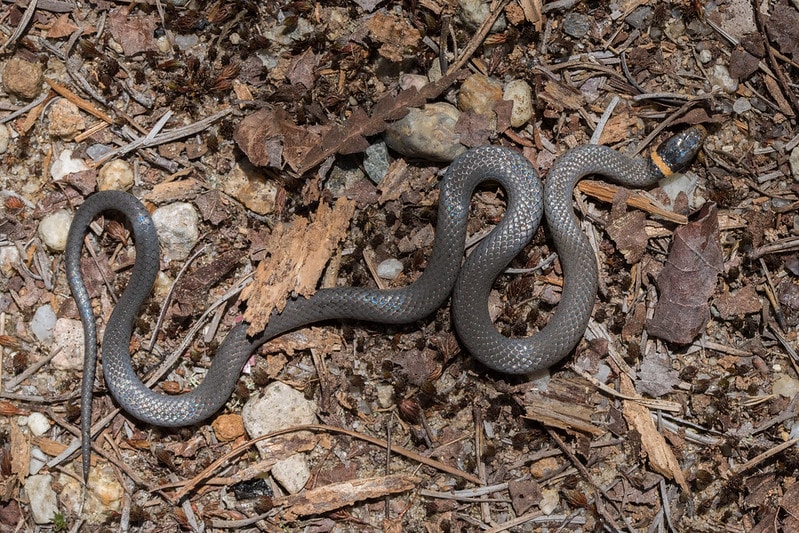 Northern Ringneck Snake walking through dry leaves and woods