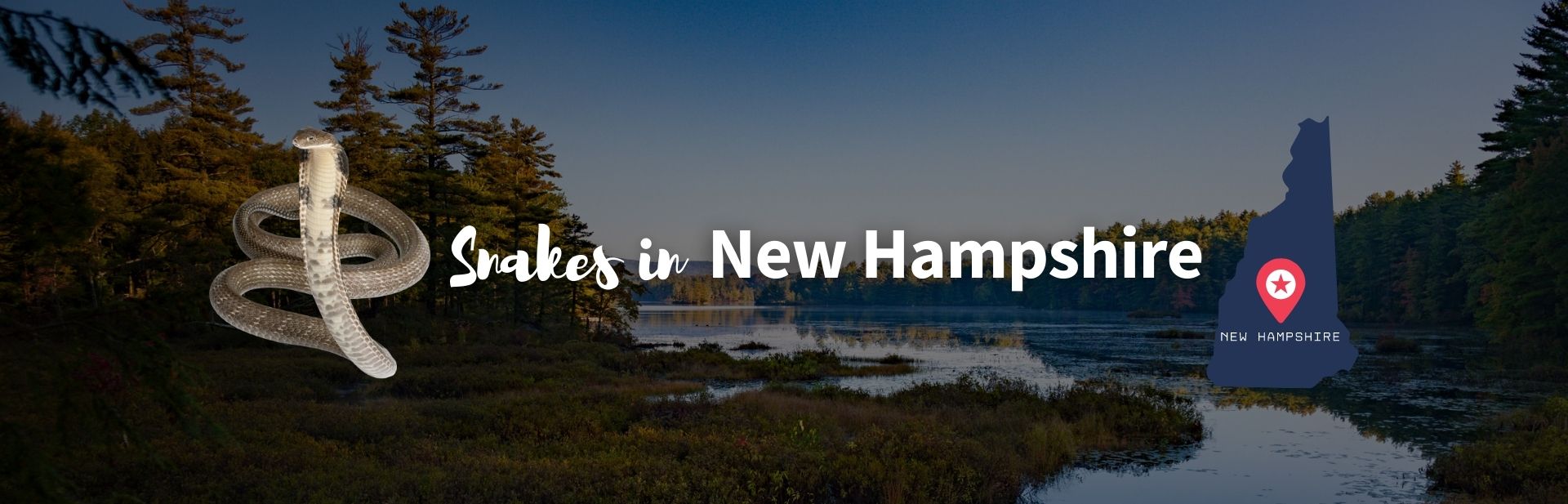 Snakes in New Hampshire featured image