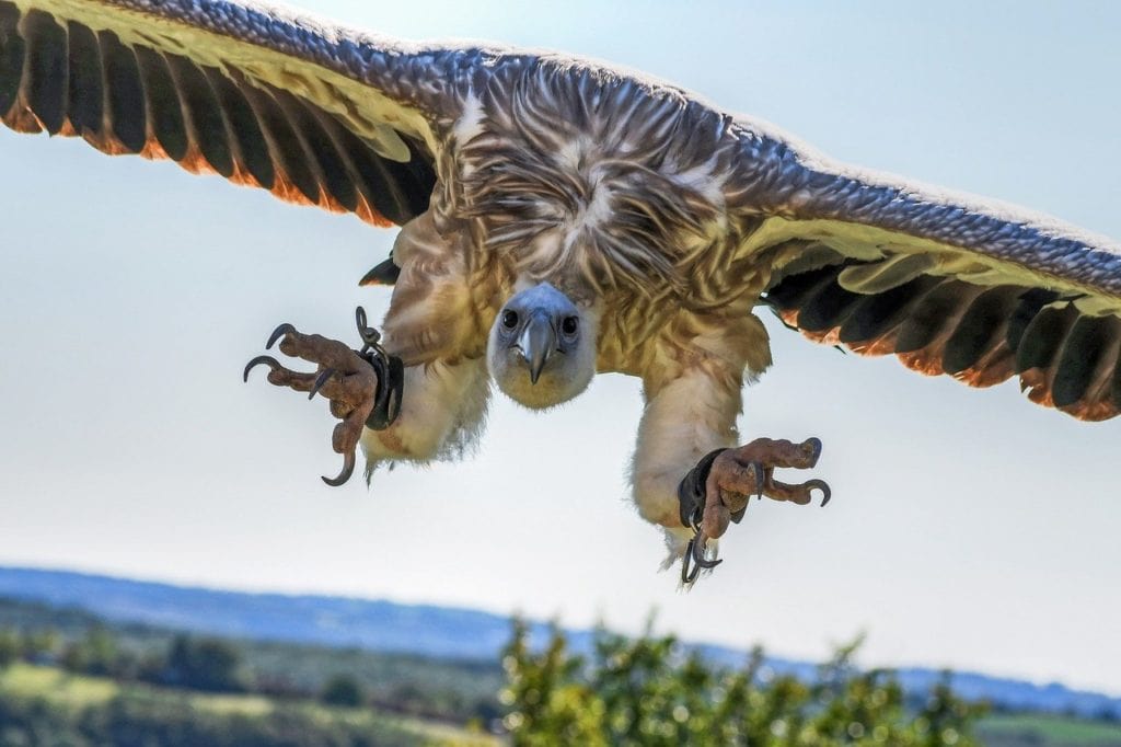 Focused shot of vulture trying to land