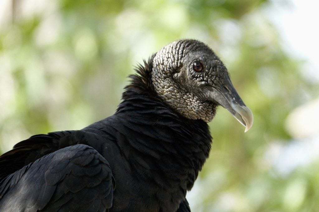 Close up shot of black vulture's head