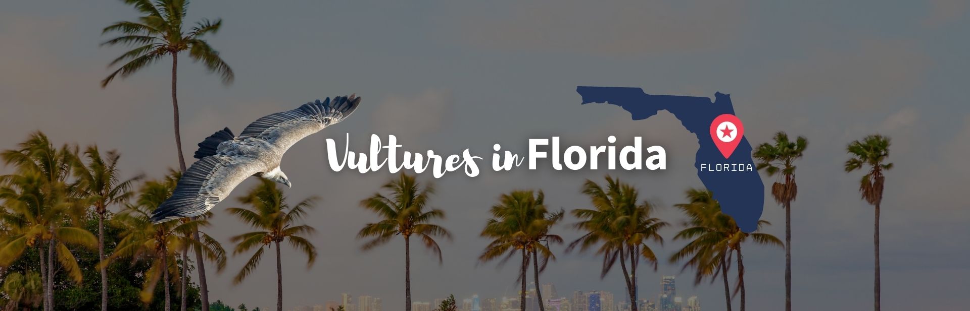 Vultures in Florida featured image