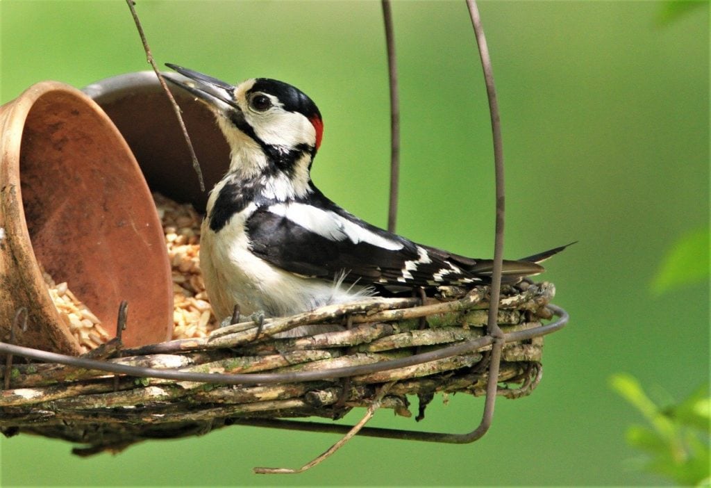 Baby woodpecker eating its feeds