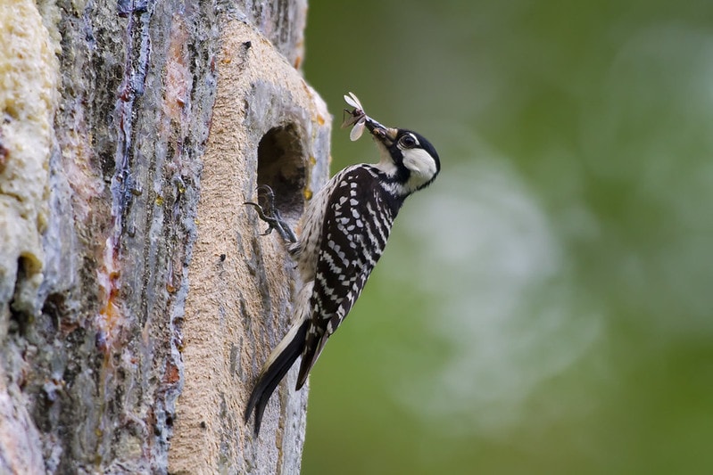 Woodpecker eating an insect