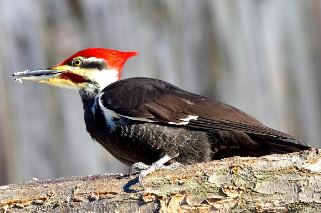 Ivory-billed woodpecker holding on a wood