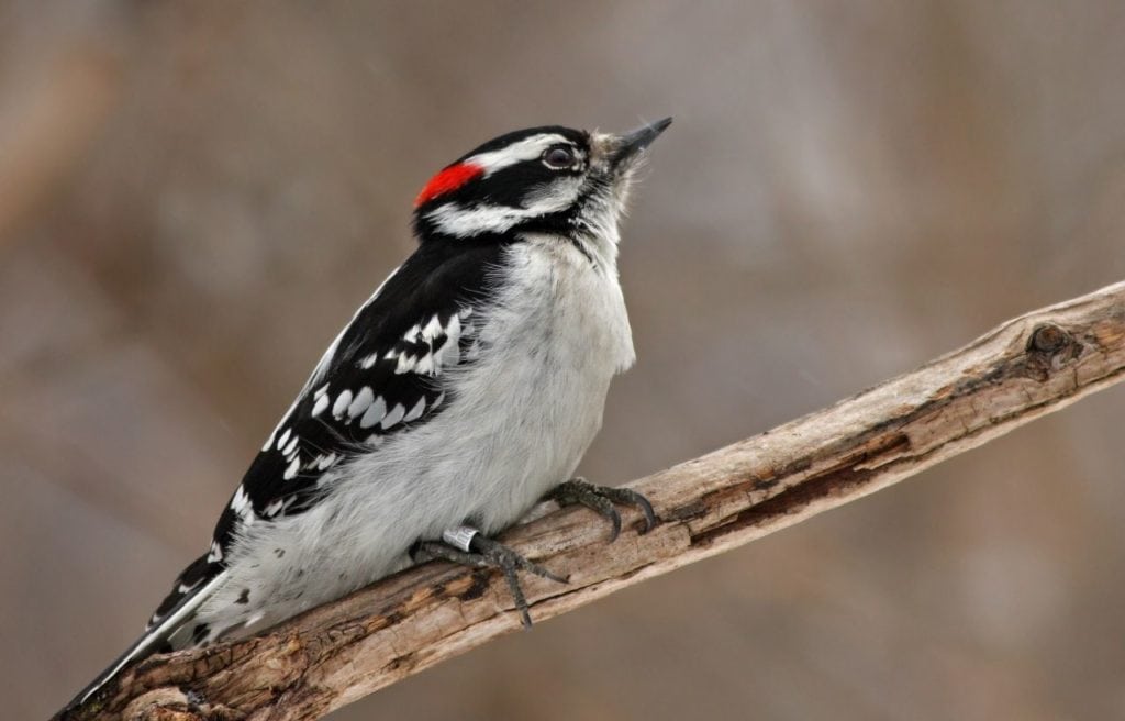 Woodpecker standing on a wet wood