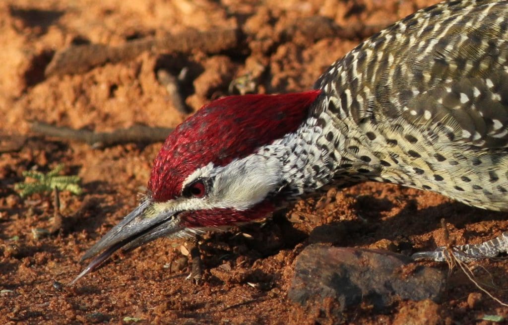 Woodpecker trying to catch an insect using its tongue
