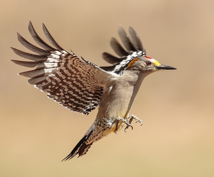 Golden-Fronted Woodpecker shot trying land