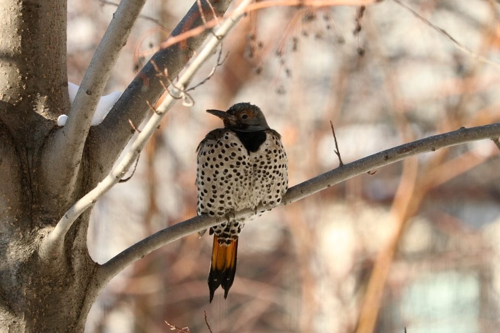 Northern Flicker sitting on a thin brach