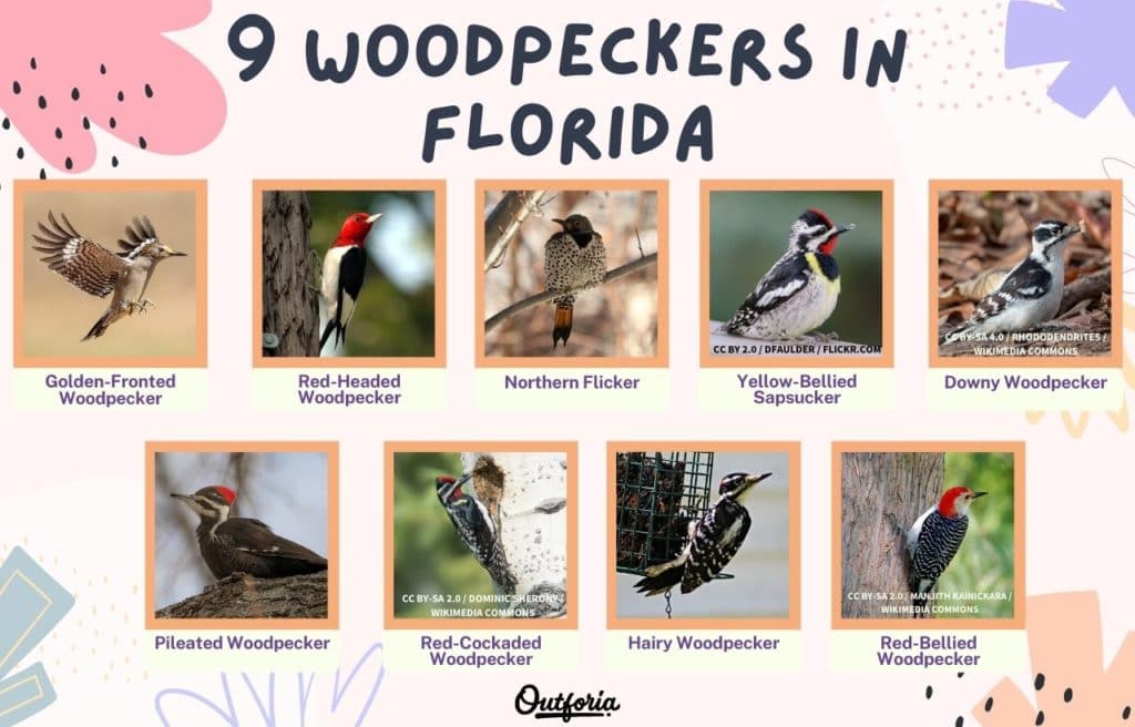Chart of the Woodpeckers species living in Florida