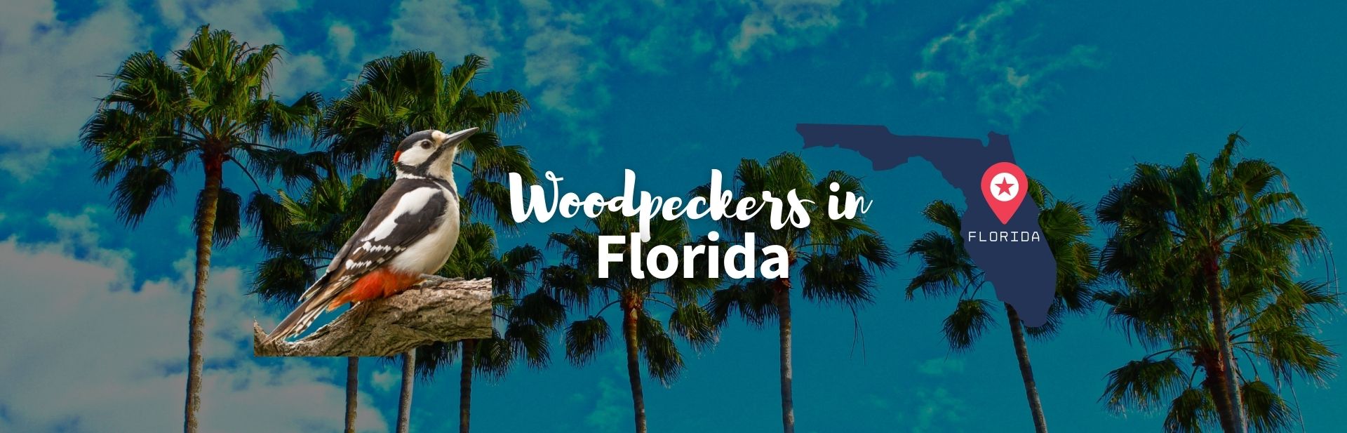 Woodpeckers in Florida featured image
