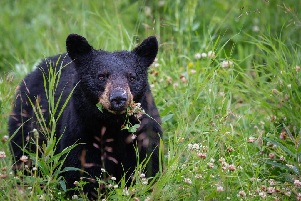 American black bear chewing on flowers and leaves on a field