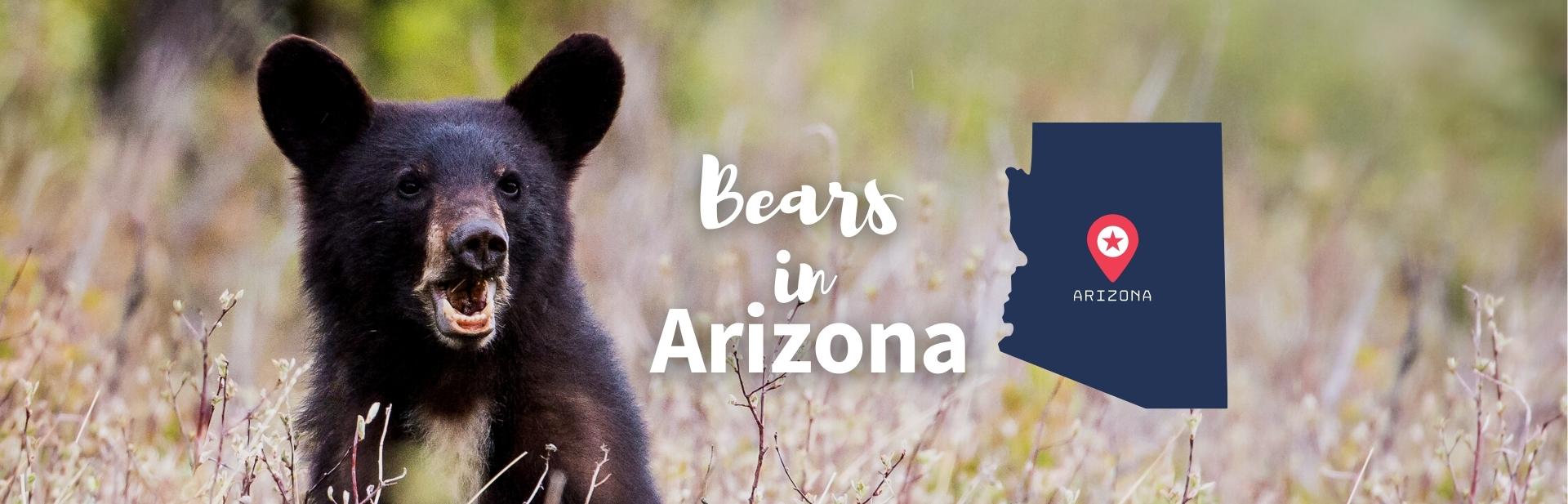 bears in arizona featured image