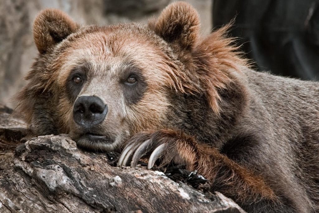 close up of a grizzly bear resting its head on a tree stump
