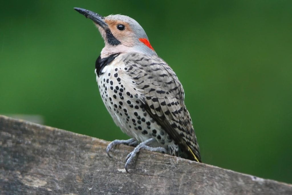 image of a northern flicker perched in a wooden fence